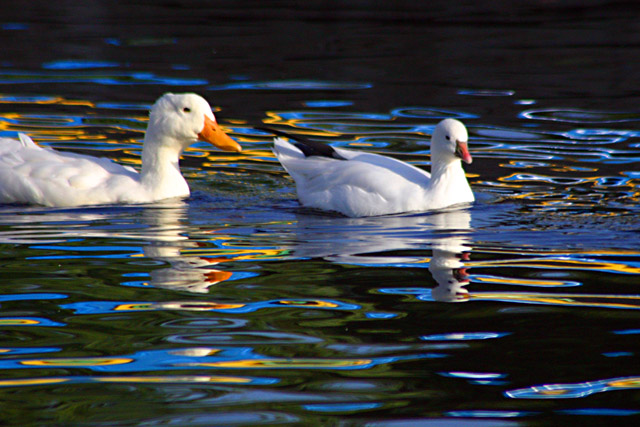 Ripples and Reflections