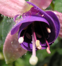 fuschia after rain