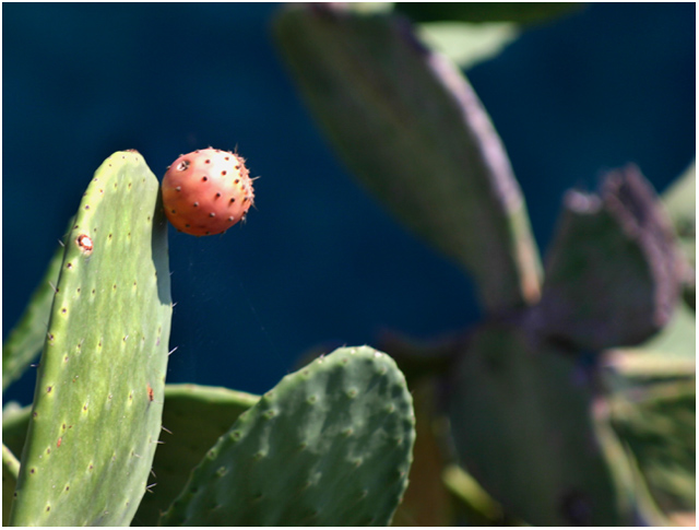 Prickly Pear