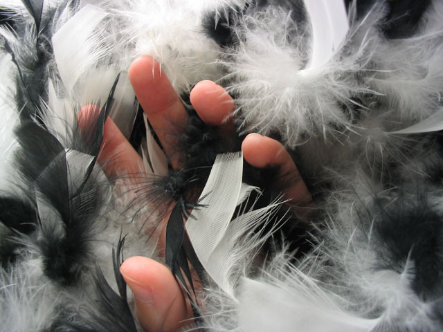 Fingers and feathers