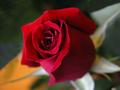 The Simple Complexity of a Rose