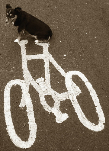 Teaching A Dog To Ride A Bicycle