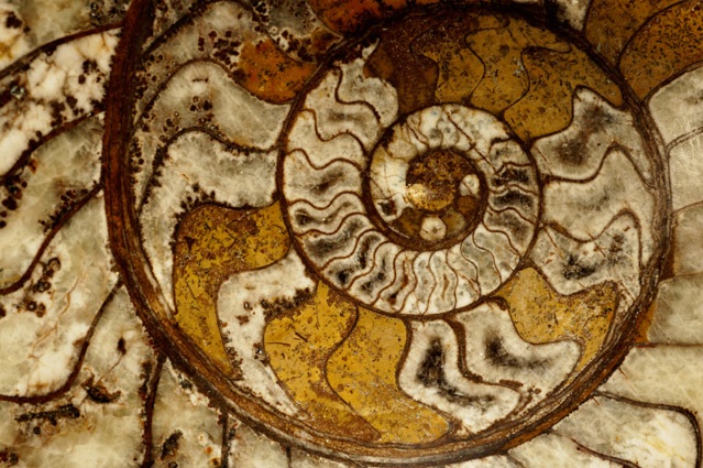 A few million years later ... the smooth curves of an ammonite pattern