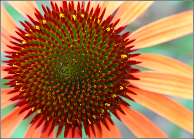 Intricate Fibonacci Spirals in Nature