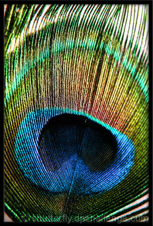 intricate feather