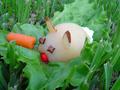 Pear Bunny