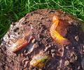Dirt Cake w/ Worms