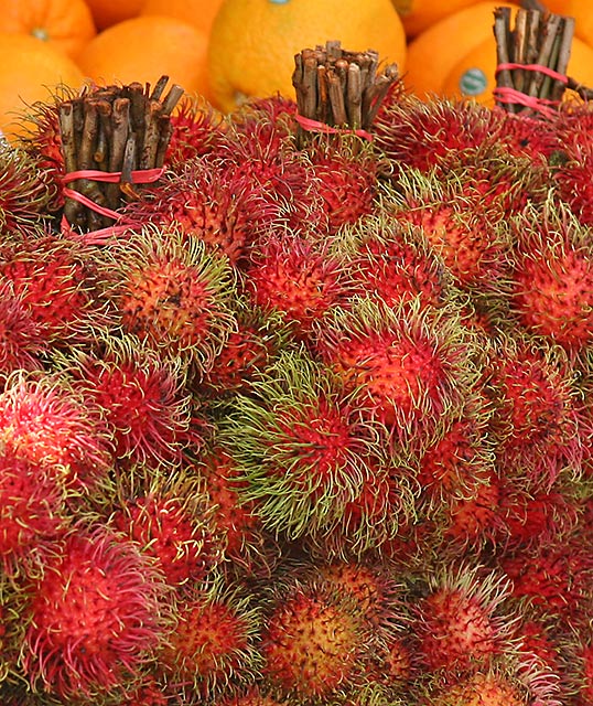 RAMBUTAN