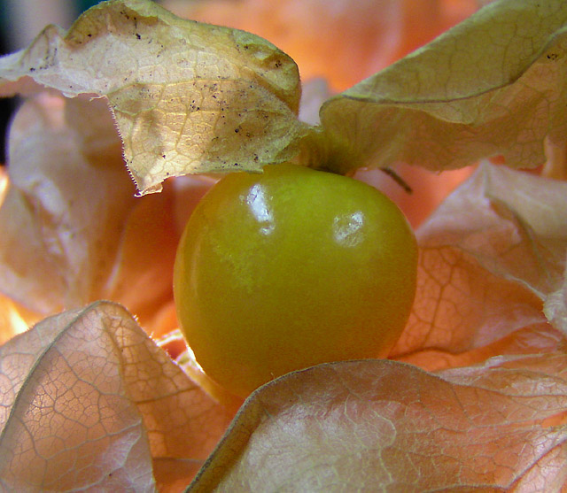 Sweet Cape Gooseberry