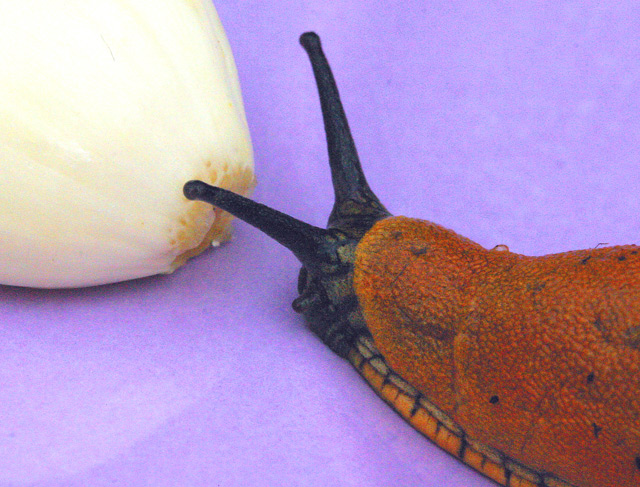 Snail meets garlic