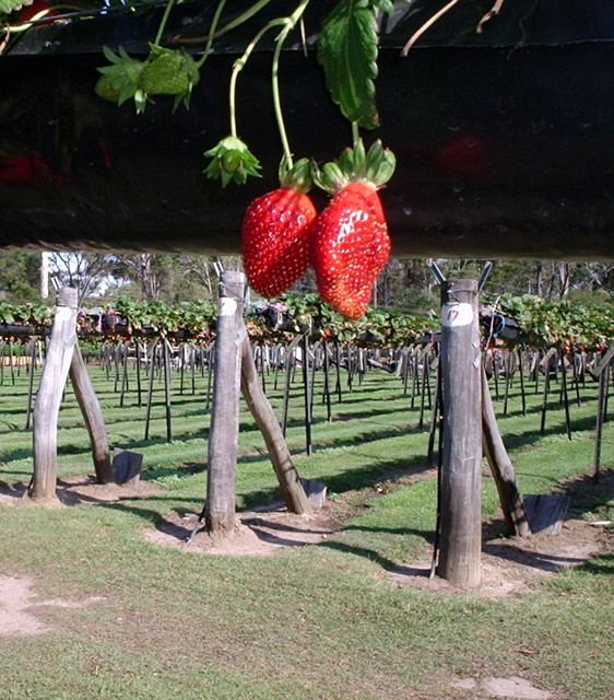 Strawberry Farm