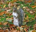 Good Morning Mr. Squirrel
