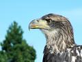 Young American Bald Eagle