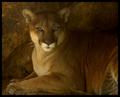 Mountain Lion