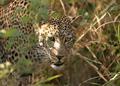 stalking leopard