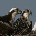 Osprey With (not so) Young