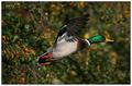 Anas platyrhynchos - Mallard (Wild Duck)