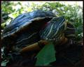 Red Ear Slider Turtle