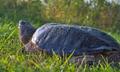 Snapping Turtle