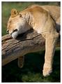 The Lion Sleepeth...