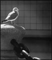 Sea Gull on a Sunny Dock