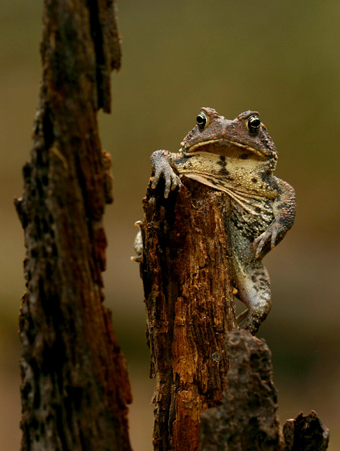 Bufo americanus