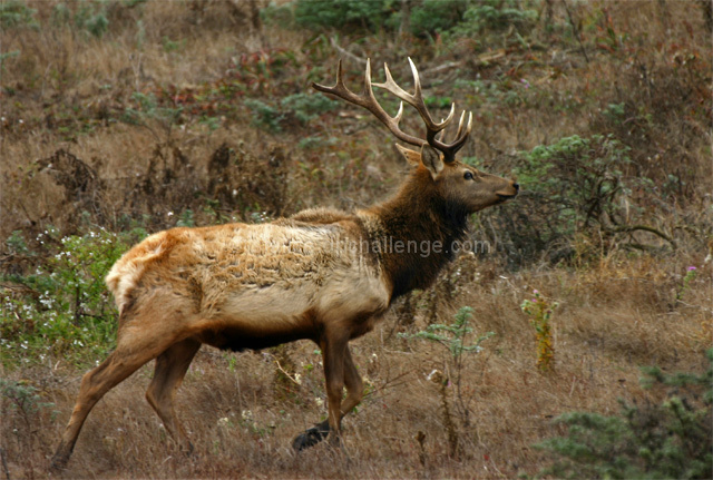 Wild Tule Elk