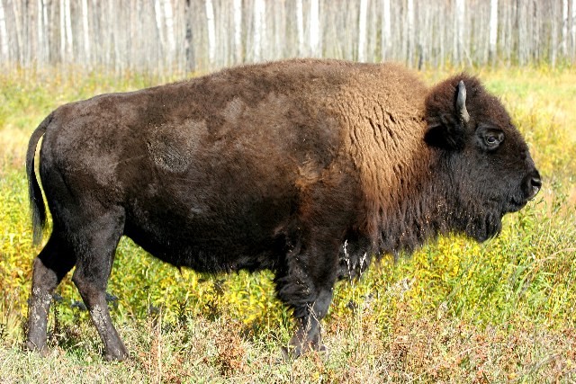 Female Bison in the Wild