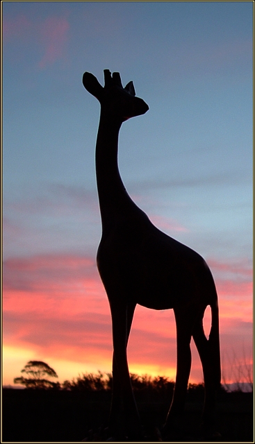 Giraffe at sunset