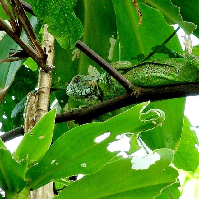 Iguana