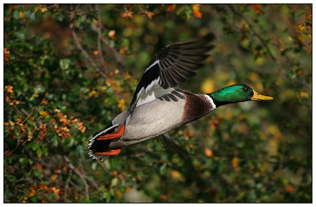 Anas platyrhynchos - Mallard (Wild Duck)