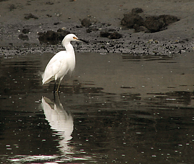 Wading Snowy Egret