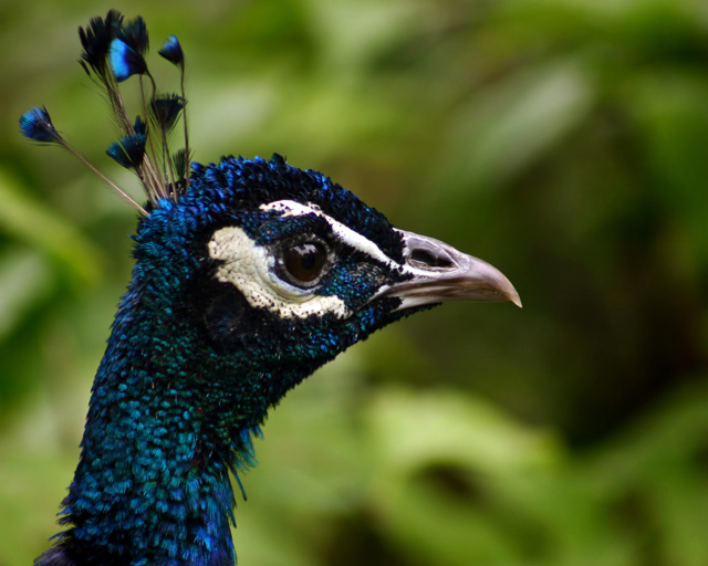 Blue Peacock