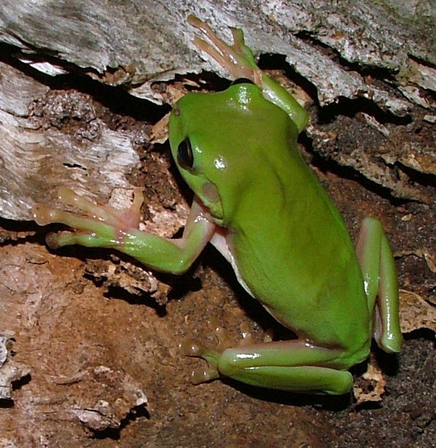 Green Tree Frog