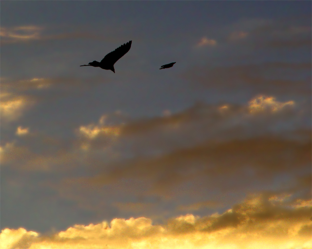 Hawk in Pursuit