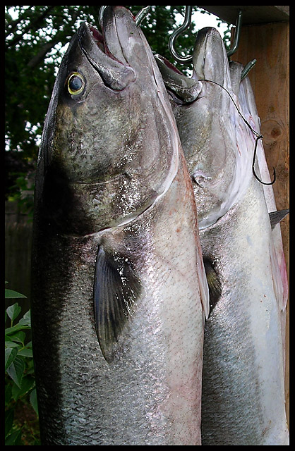 Pomatomus saltatrix: the bluefish