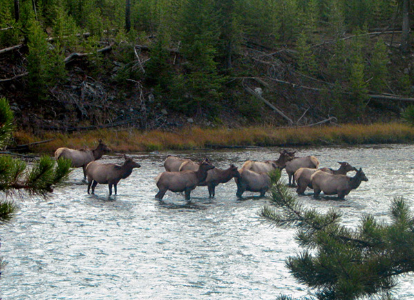 Cow Elk Crossing the Fire Hole River