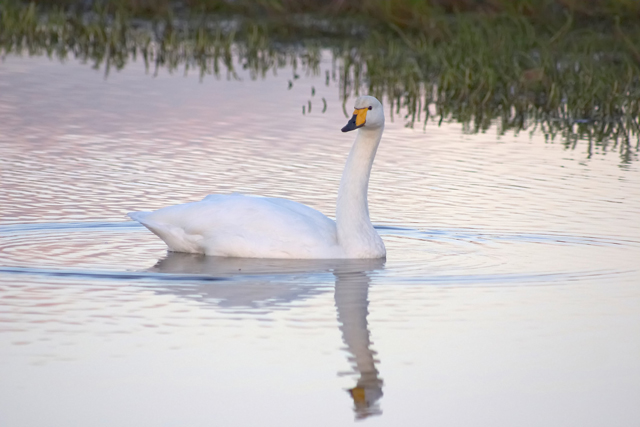 Life as a Swan