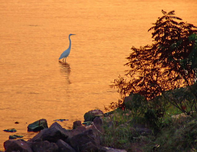 crane at sunset