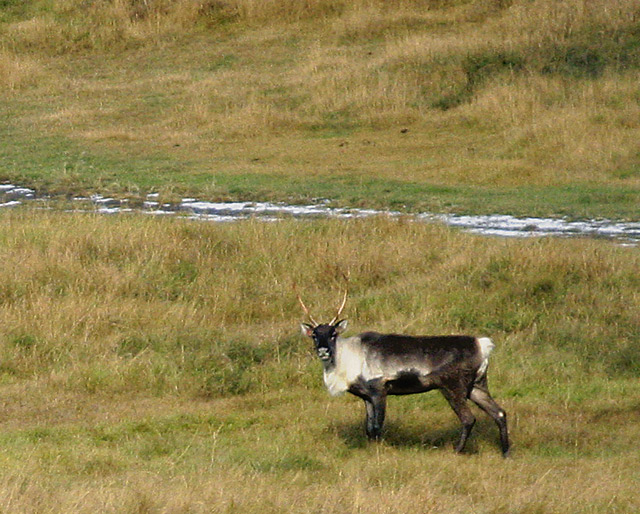 caribou