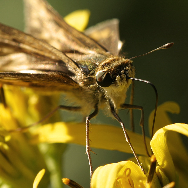 Skipper