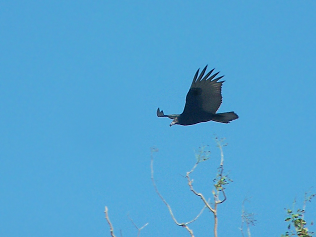 Turkey Vulture