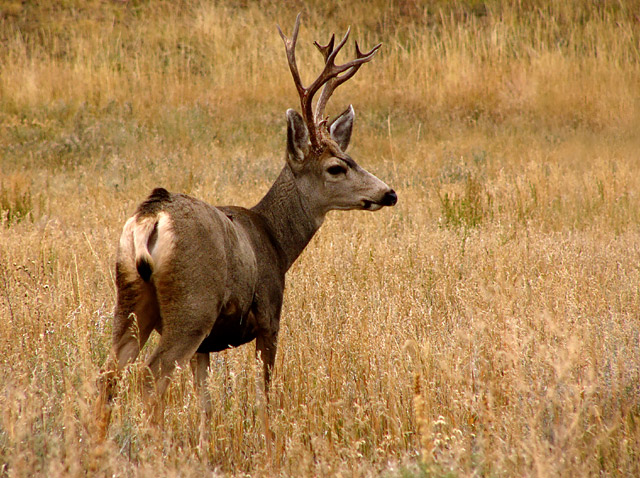 Mule Deer Buck at Dusk