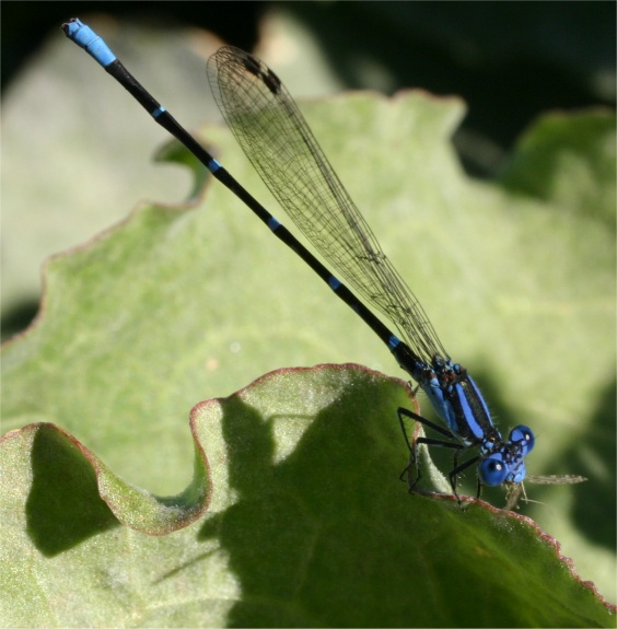 Mosquito-eating Dragonfly