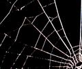 Insect Architecture