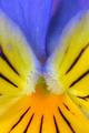 Pansy