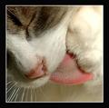 The cat's tongue...could not live without it!