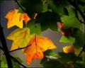 Leaves - Part of a Tree