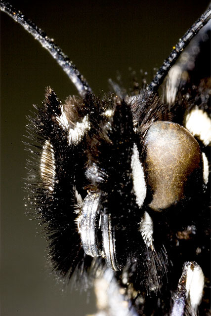 Butterfly Kiss (Sweet Slumber or Haunting Nightmare)