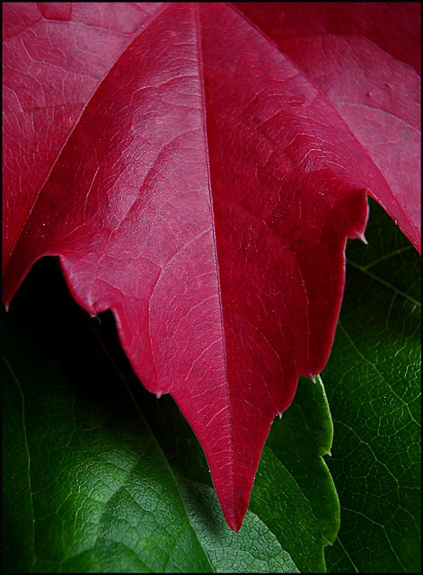 Red and Green